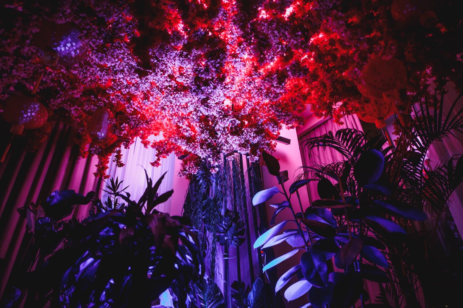 Pink blossom canopy stretched across the ceiling, plants below in the foreground.